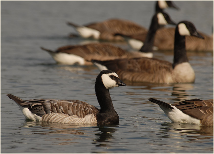Weißwangengans (Branta leucopsis)