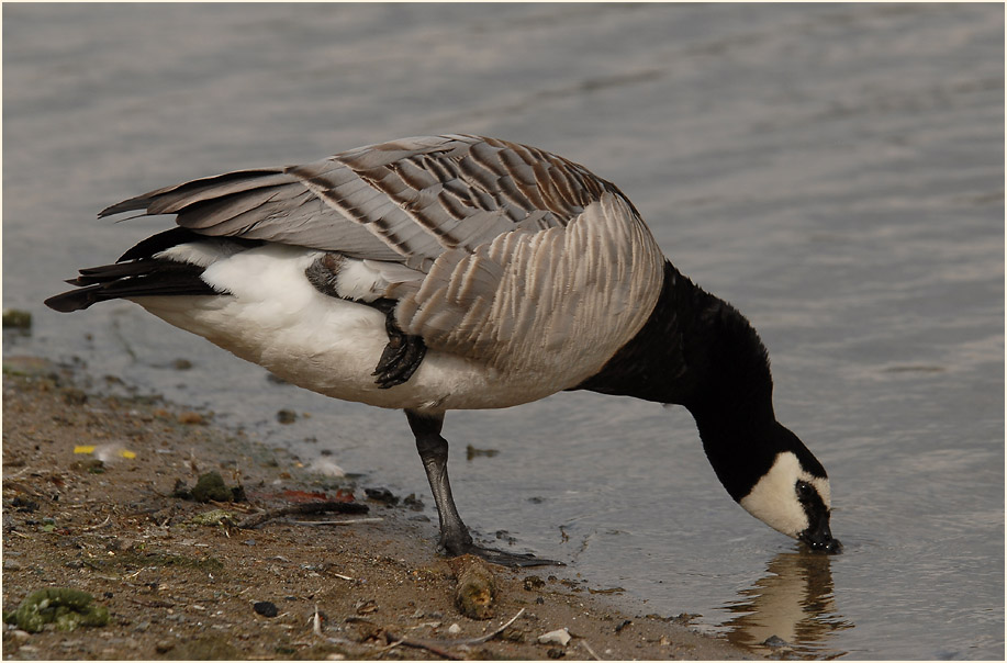 Weißwangengans (Branta leucopsis)