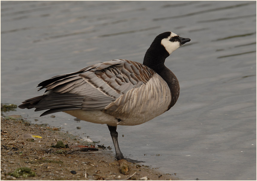 Weißwangengans (Branta leucopsis)
