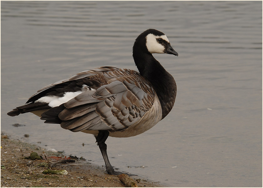 Weißwangengans (Branta leucopsis)
