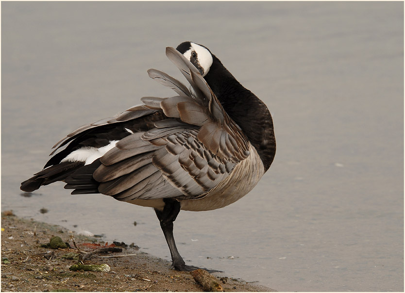 Weißwangengans (Branta leucopsis)