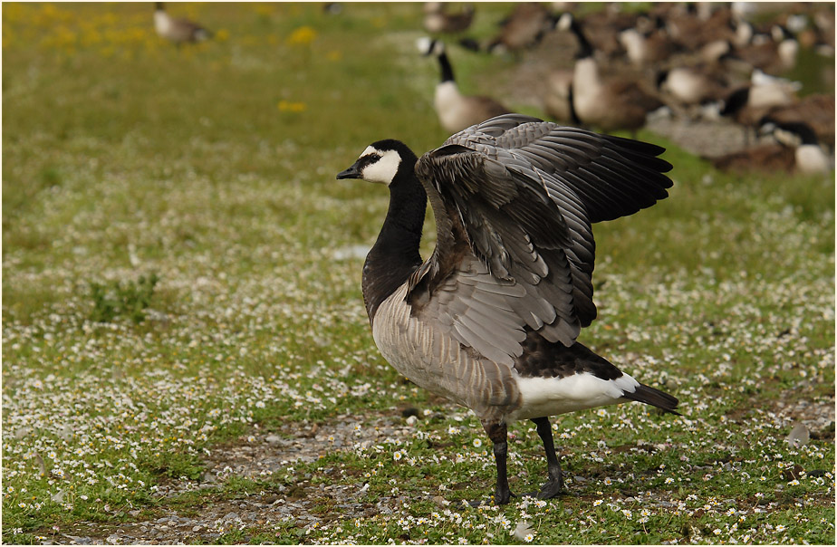 Weißwangengans (Branta leucopsis)