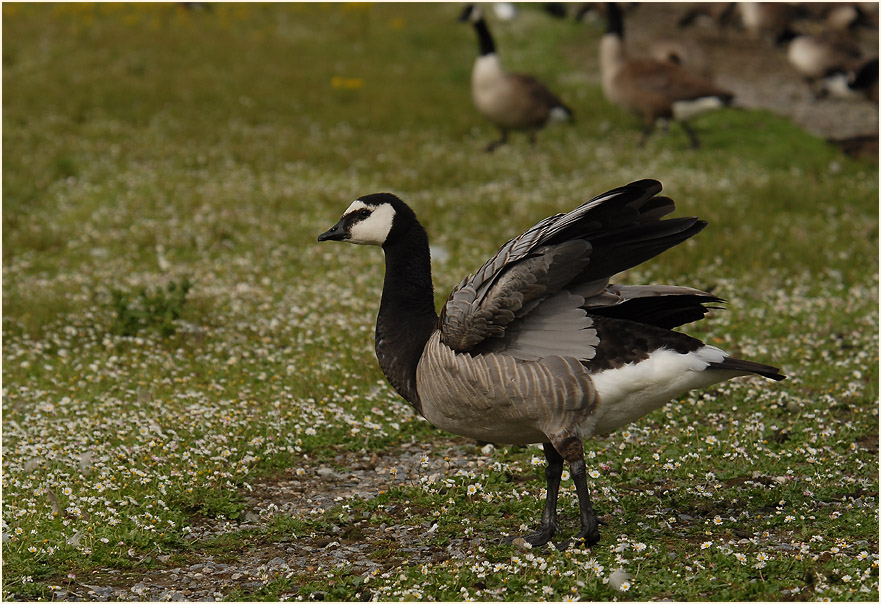 Weißwangengans (Branta leucopsis)