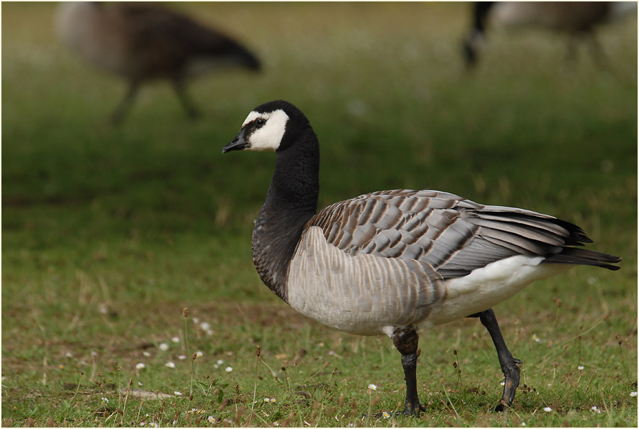 Weißwangengans (Branta leucopsis)