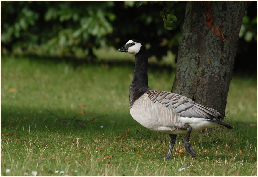 Weißwangengans (Branta leucopsis)