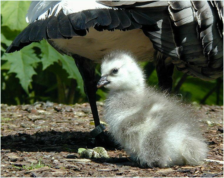 Weißwangengans (Branta leucopsis)