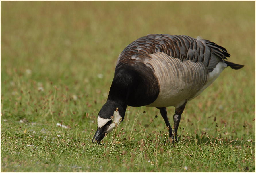 Weißwangengans (Branta leucopsis)