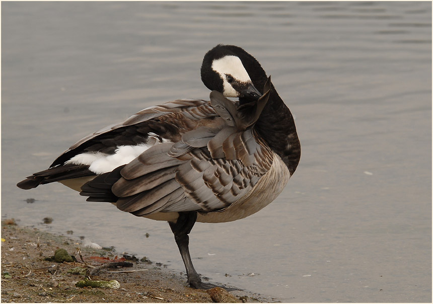 Weißwangengans (Branta leucopsis)