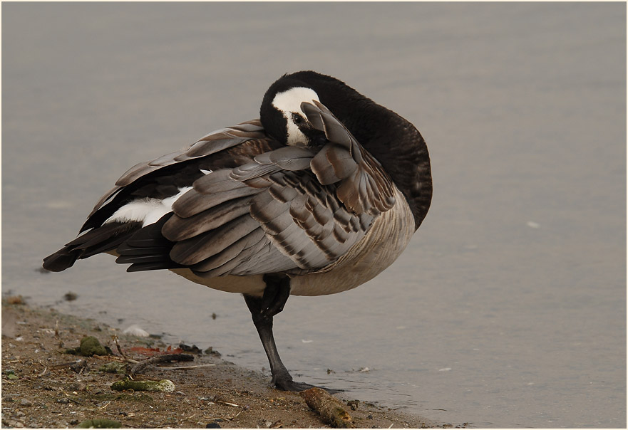 Weißwangengans (Branta leucopsis)