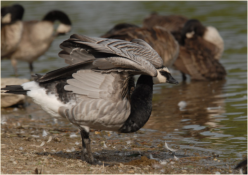 Weißwangengans (Branta leucopsis)