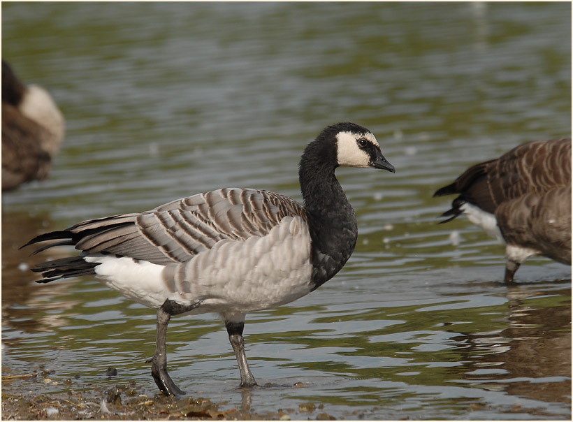 Weißwangengans (Branta leucopsis)
