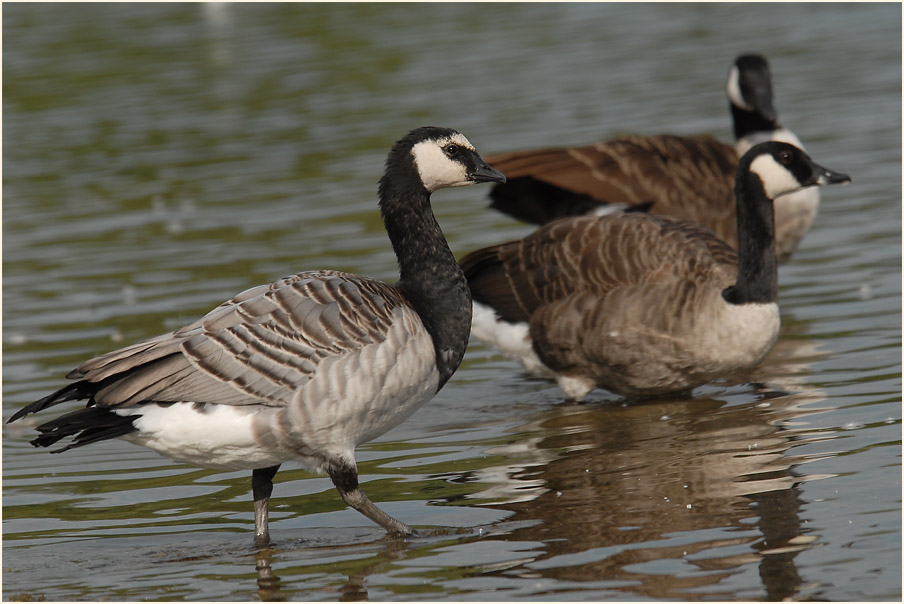 Weißwangengans (Branta leucopsis)