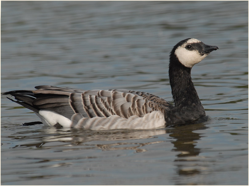 Weißwangengans (Branta leucopsis)