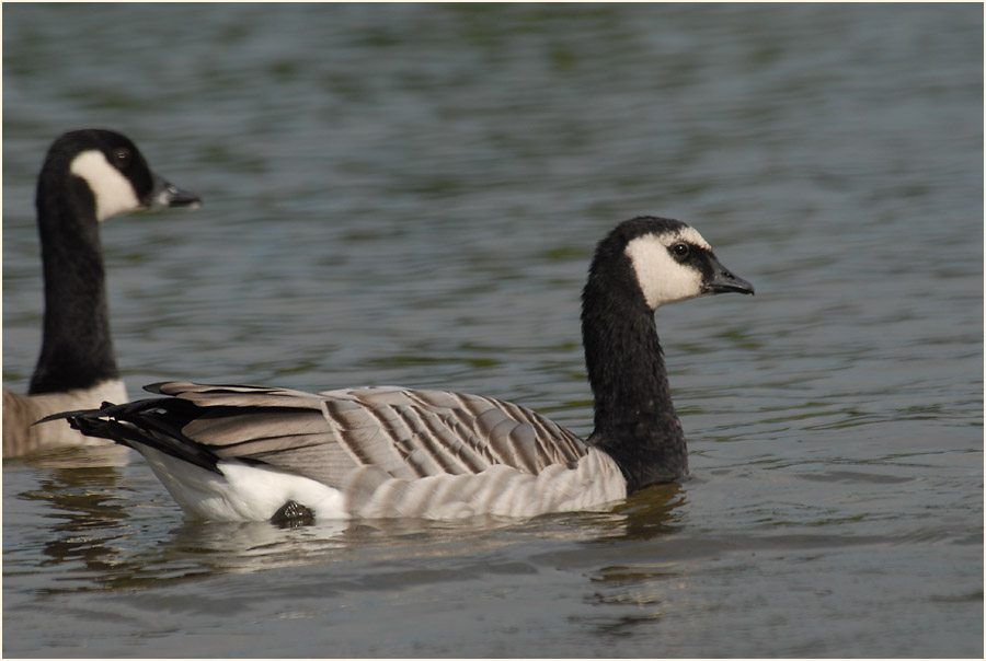 Weißwangengans (Branta leucopsis)