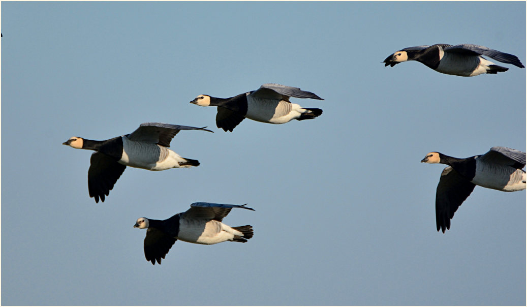 Weißwangengans (Branta leucopsis)