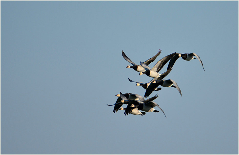 Weißwangengans (Branta leucopsis)