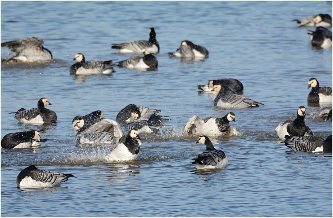 Weißwangengans (Branta leucopsis)