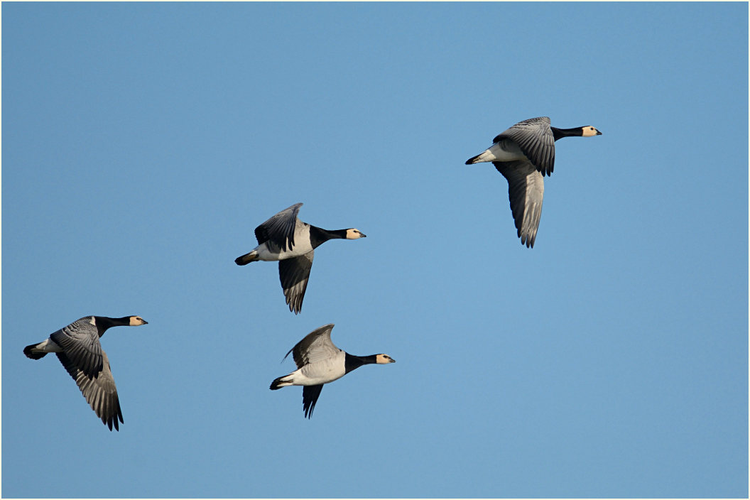 Weißwangengans (Branta leucopsis)