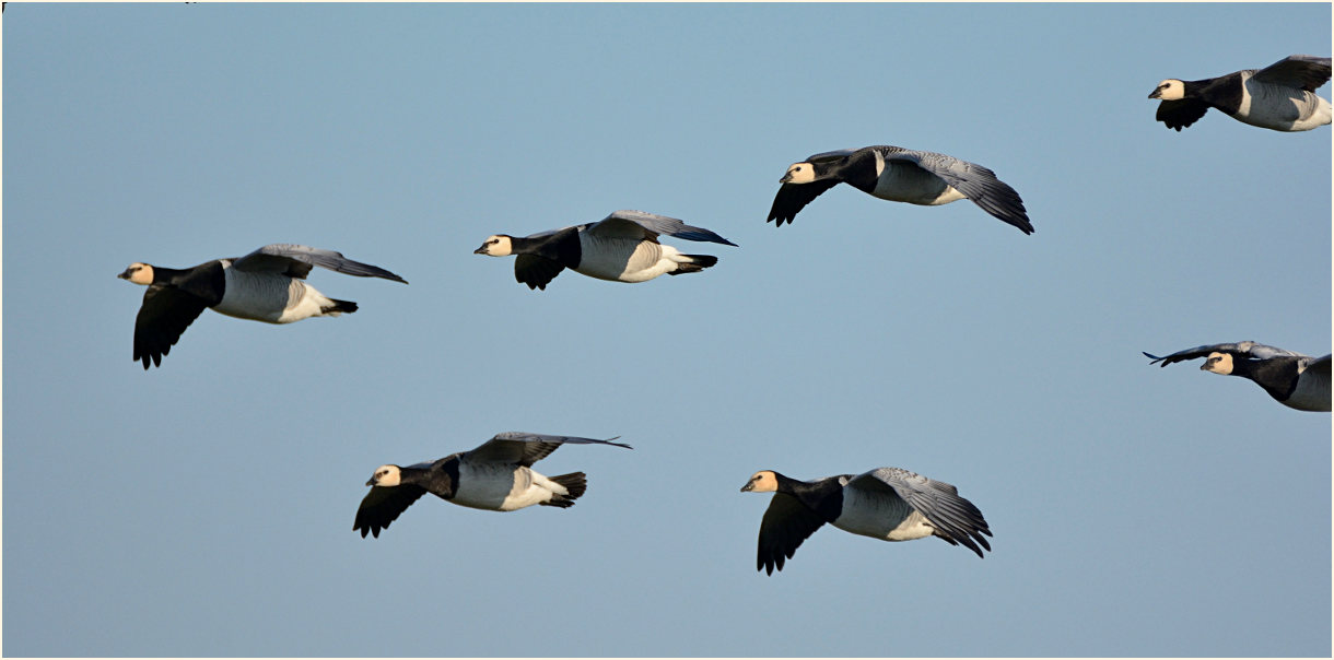 Weißwangengans (Branta leucopsis)