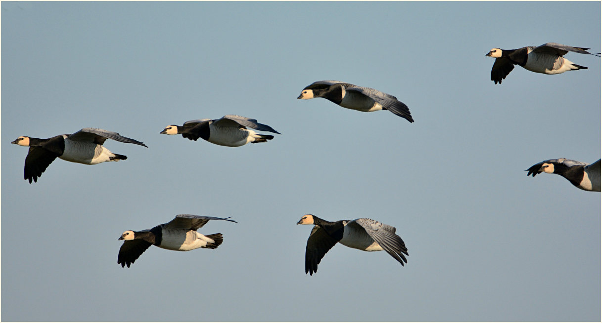 Weißwangengans (Branta leucopsis)