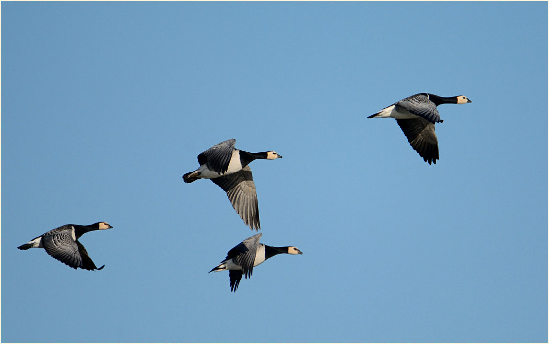 Weißwangengans (Branta leucopsis)