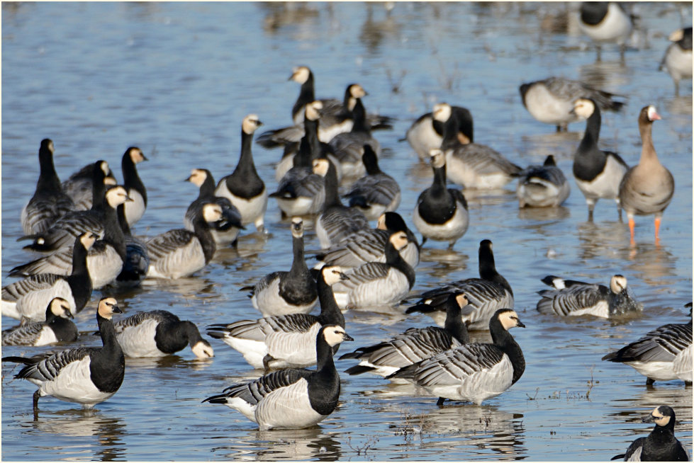 Weißwangengans (Branta leucopsis)
