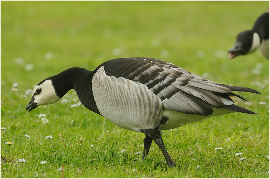 Weißwangengans