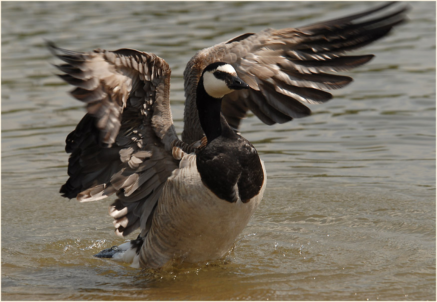 Weißwangengans (Branta leucopsis)