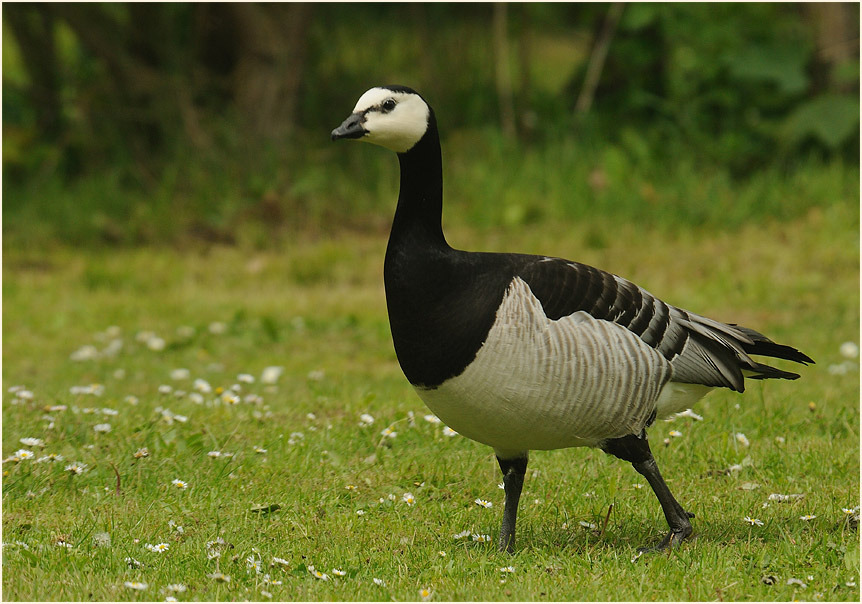 Weißwangengans