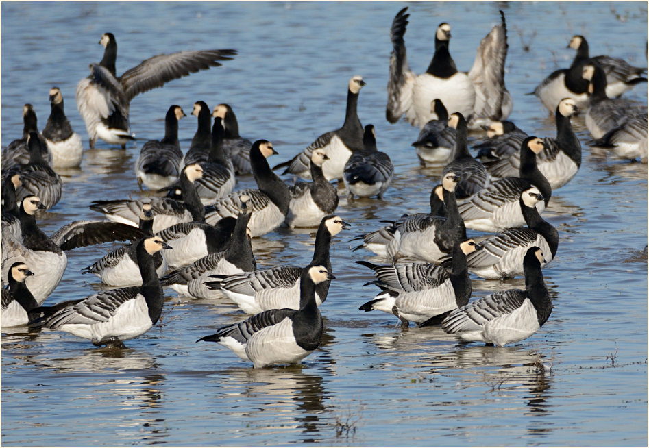 Weißwangengans (Branta leucopsis)