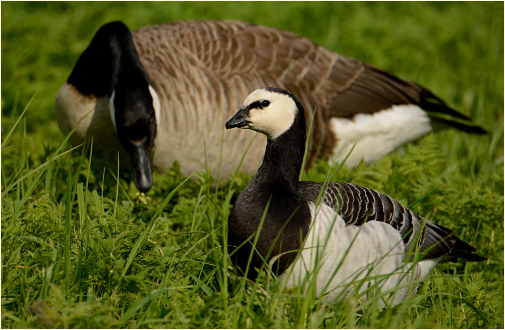 Weißwangengans