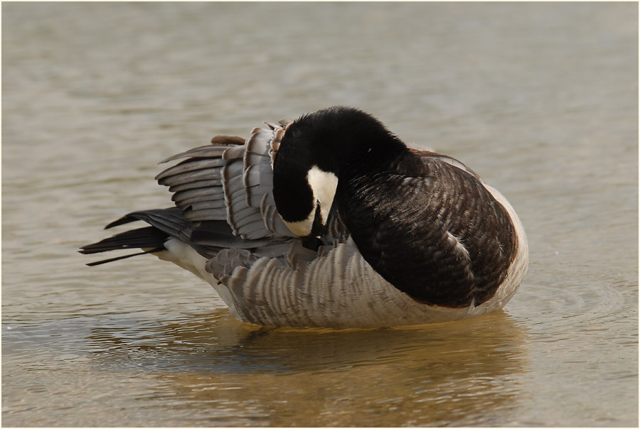 Weißwangengans (Branta leucopsis)