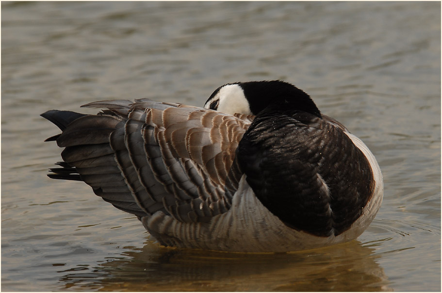 Weißwangengans (Branta leucopsis)