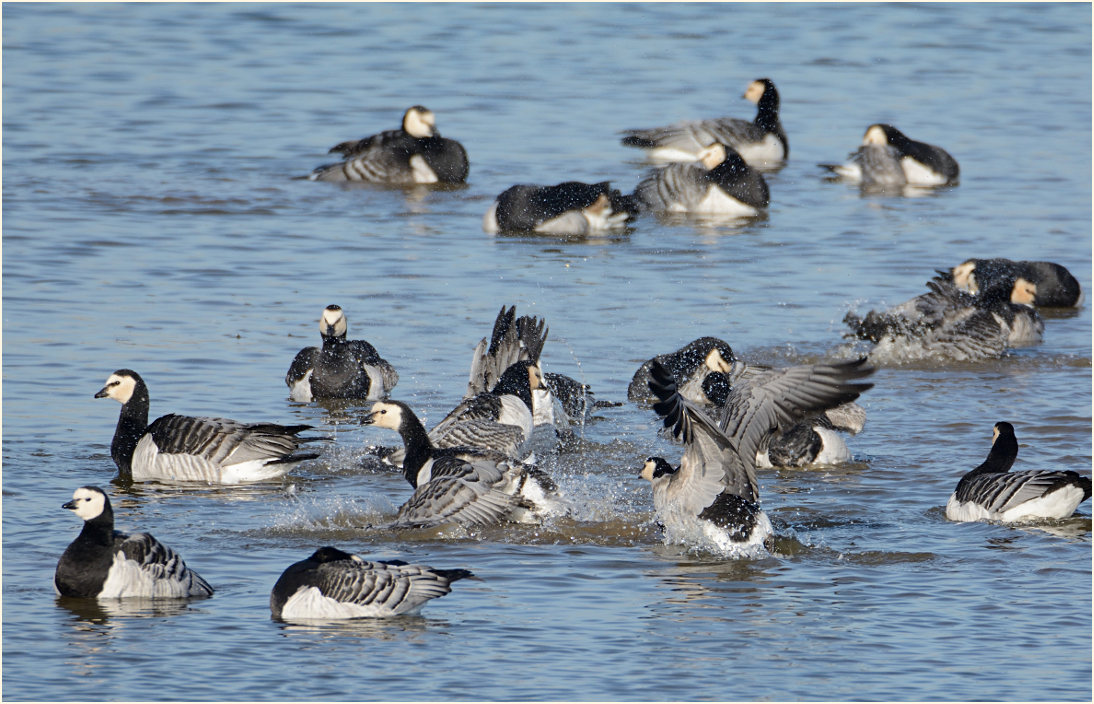 Weißwangengans (Branta leucopsis)