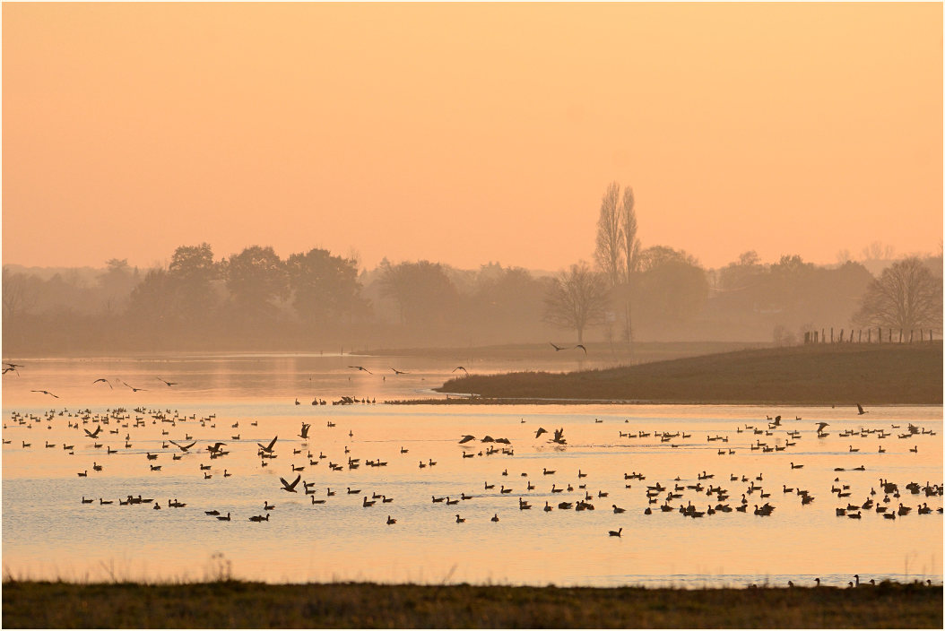 Abendliche Flutmulde, Bislicher Insel Xanten