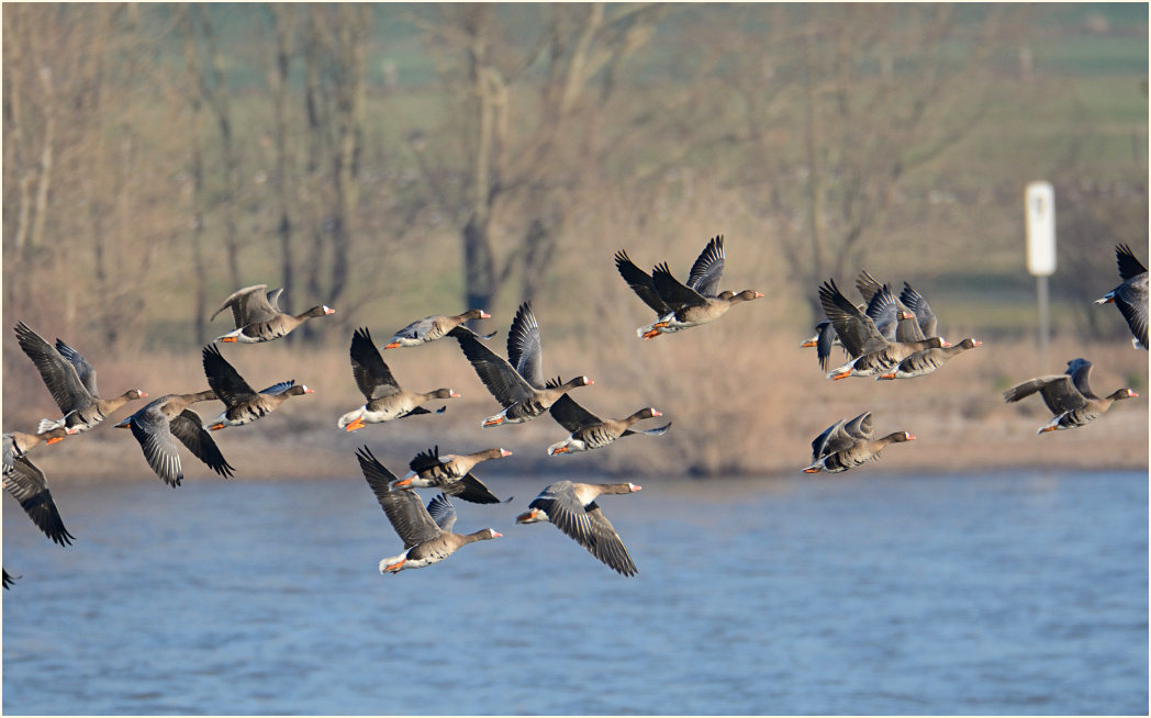 Bläßgänse, Xanten