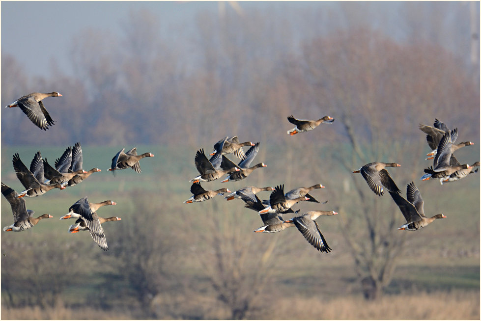 Bläßgänse, Xanten