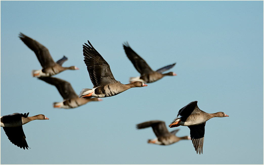 Bläßgänse, Bislicher Insel Xanten