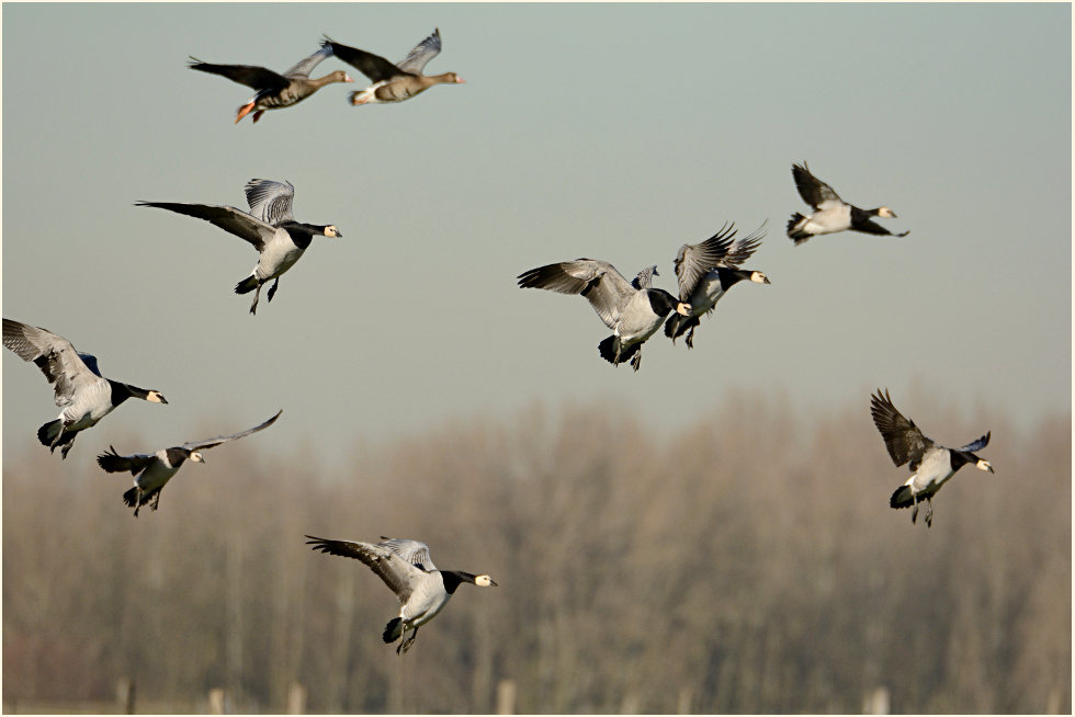 Nonnen- und Bläßgänse, Bislicher Insel Xanten