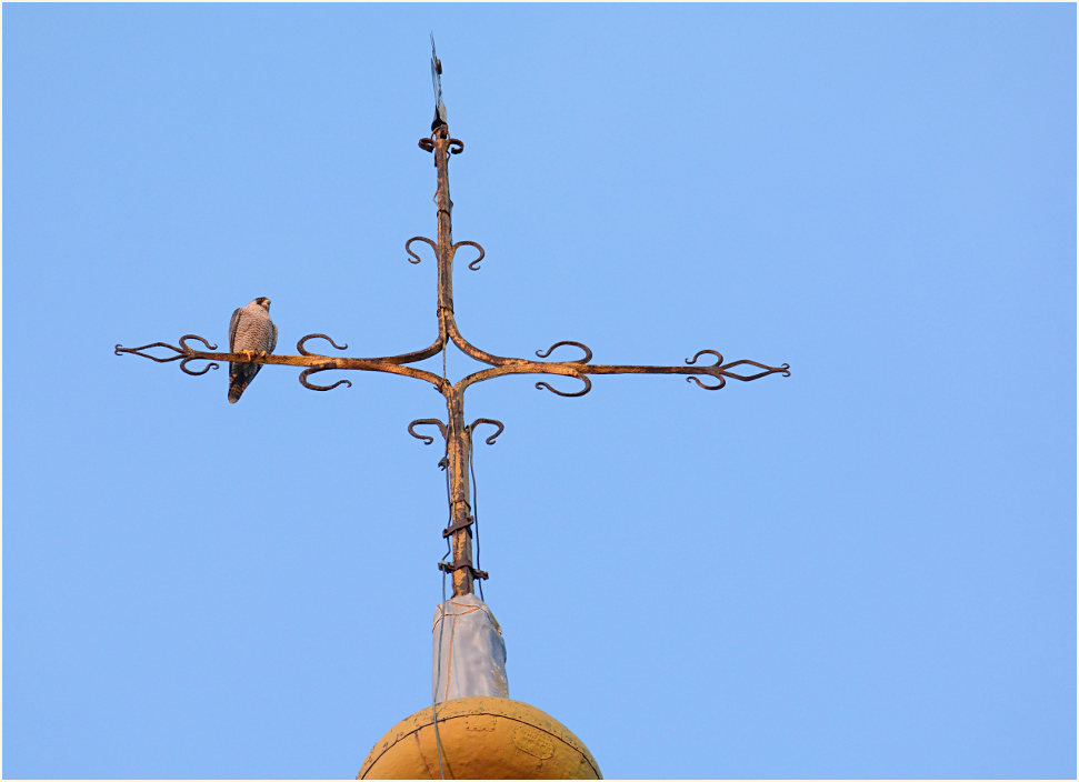 Wanderfalke, Dom Xanten