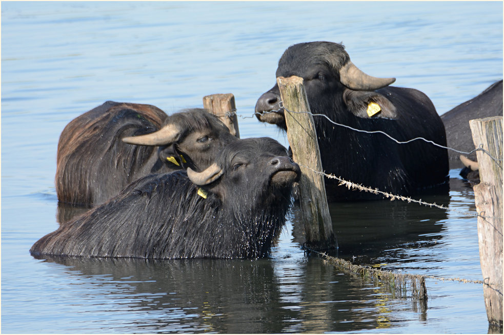 Wasserb&uuml;ffel Bislicher Insel, Xanten