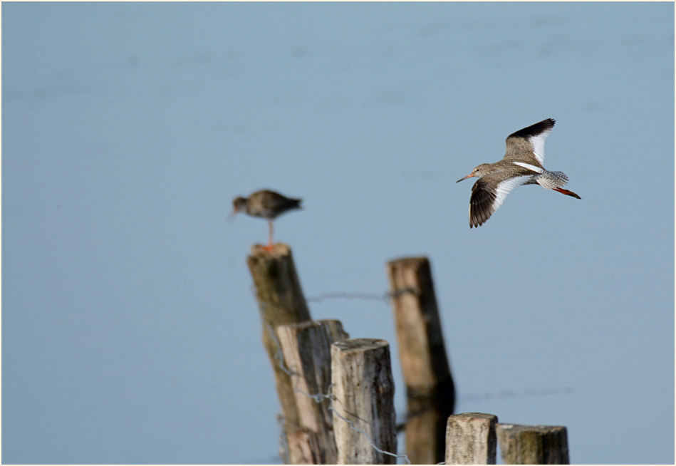 Rotschenkel Bislicher Insel, Xanten