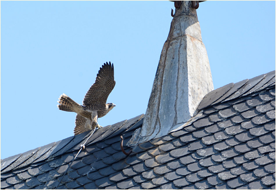 junger Wanderfalke Dom Xanten
