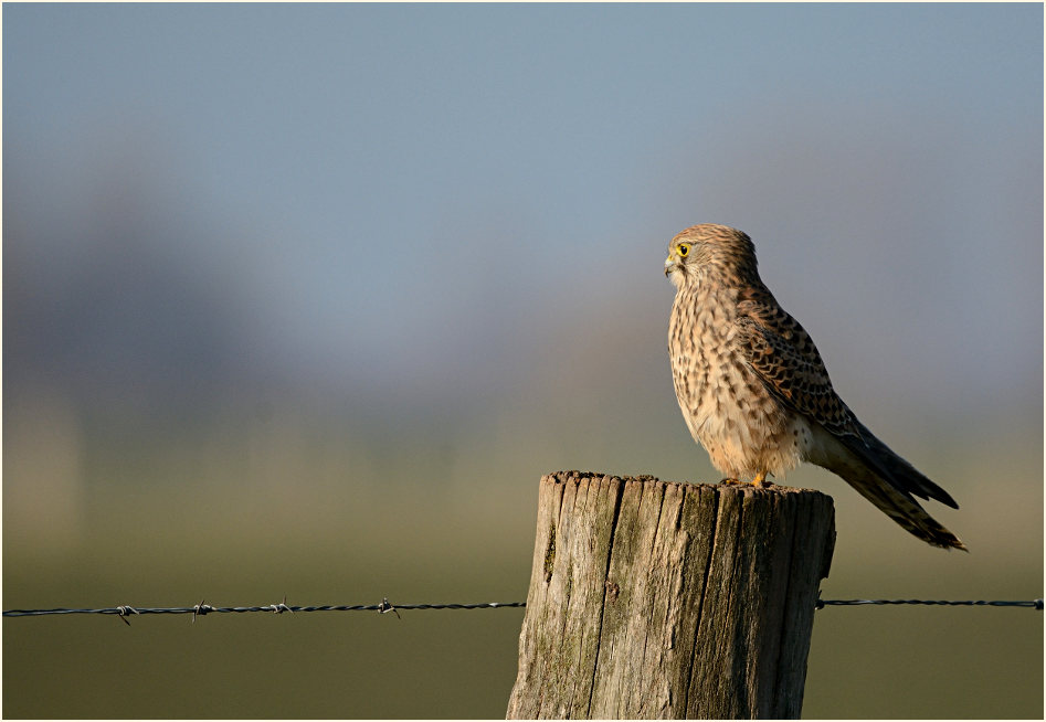 Turmfalke Bislicher Insel