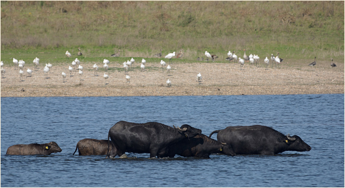 Wasserbüffel Bislicher Insel