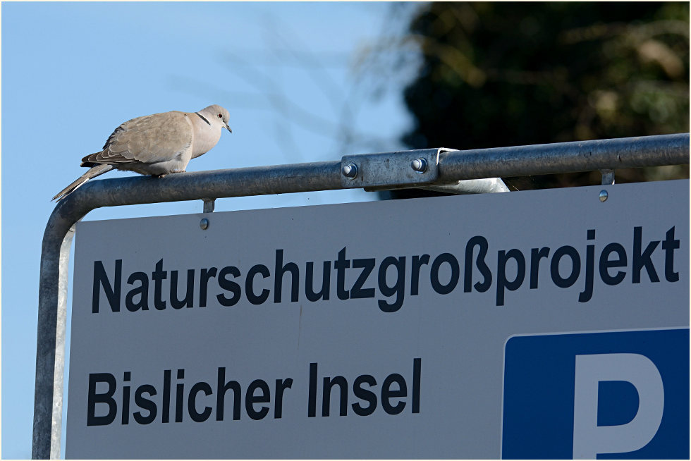Türkentaube, Bislicher Insel