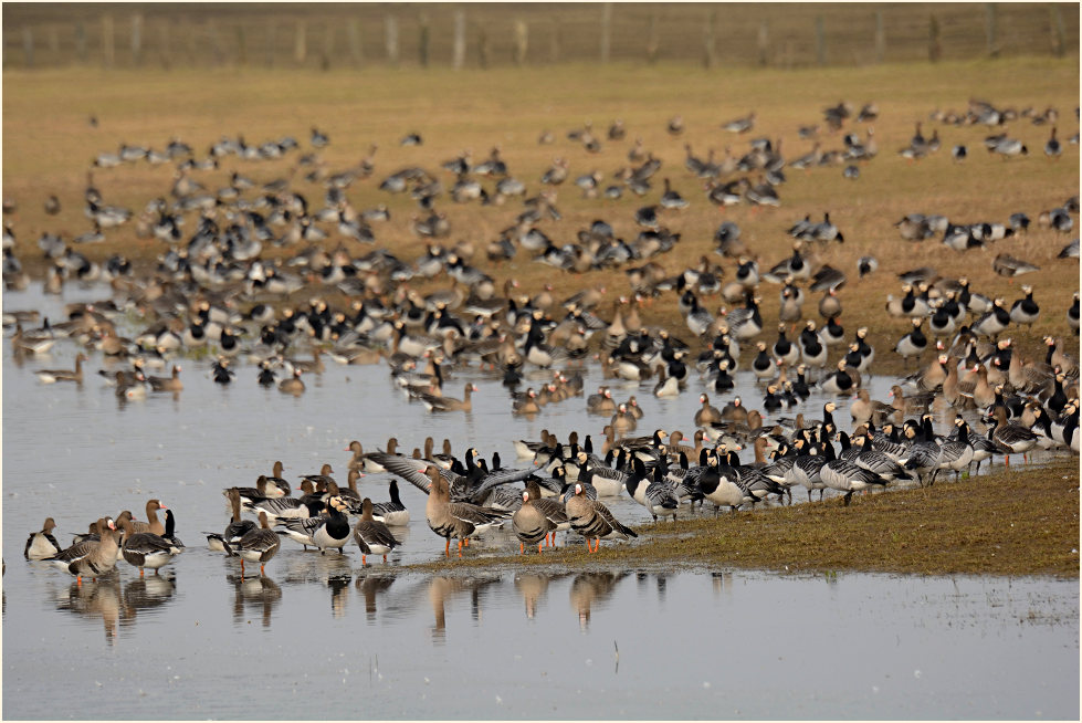 Bläß- und Nonnengänse, Bislicher Insel