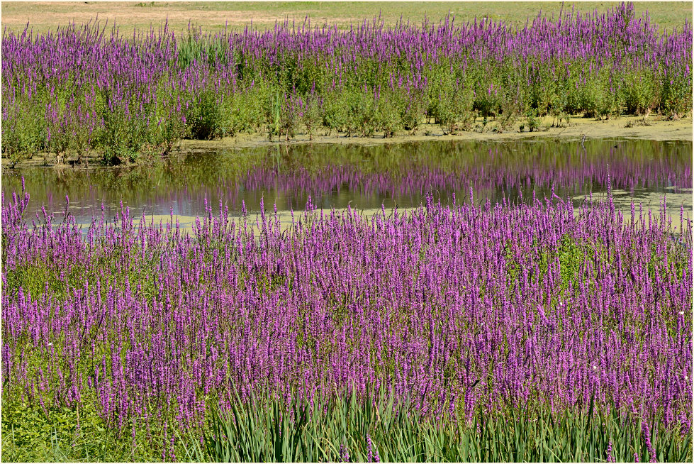 Blutweiderich, Bislicher Insel