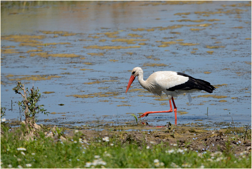 Weißstorch, Bislicher Insel