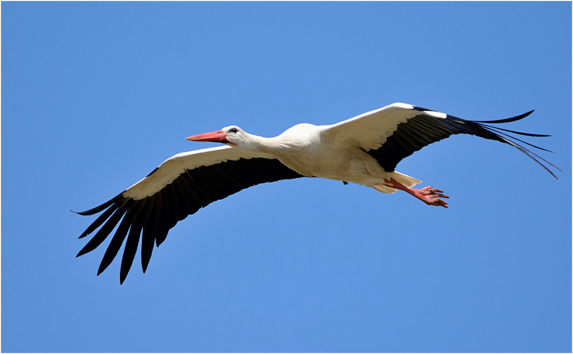 Weißstorch, Bislicher Insel